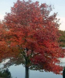 red-maple