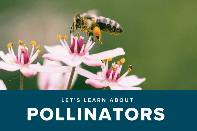 Lets-Learn-Pollinators